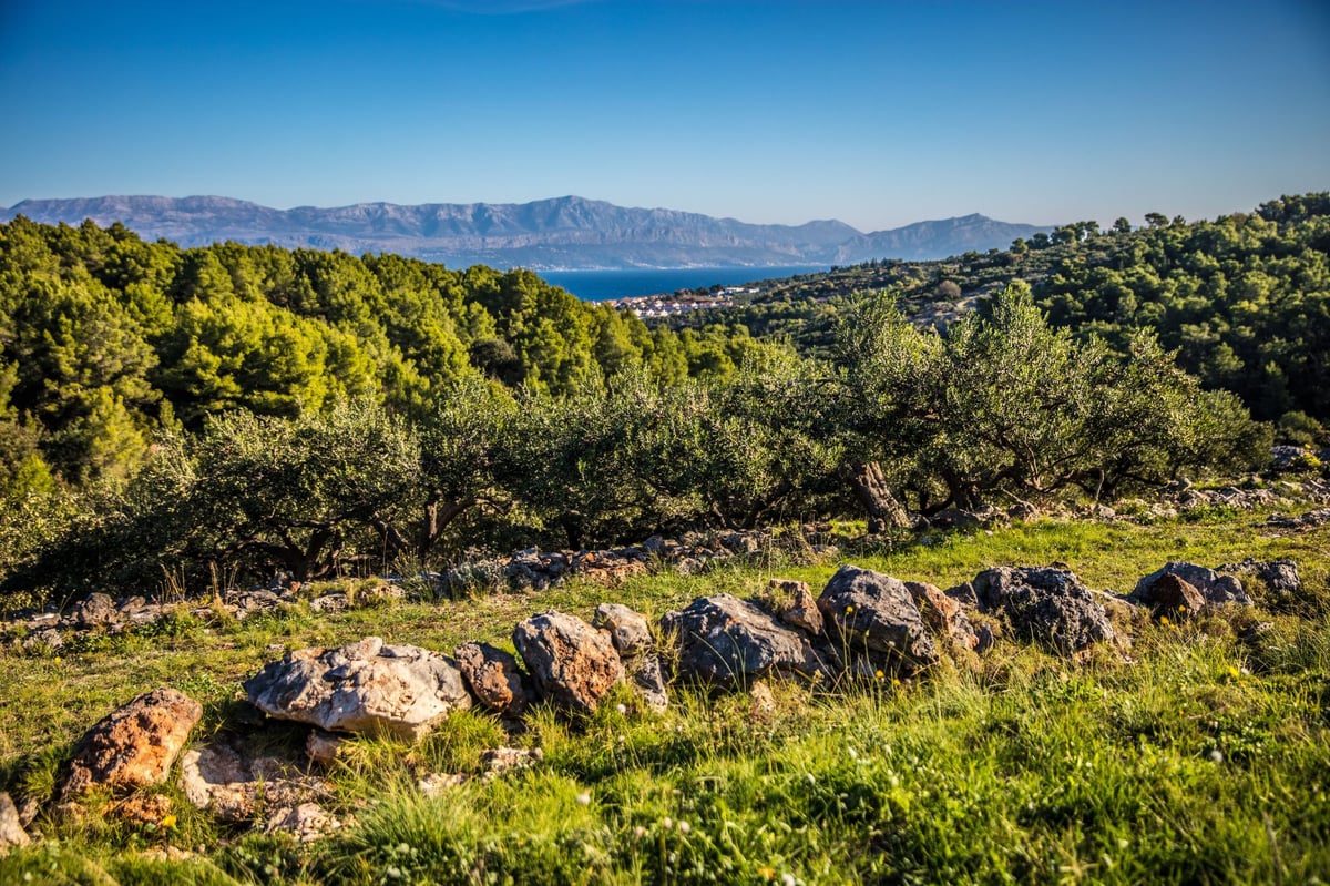 Olive groves of northern Istria