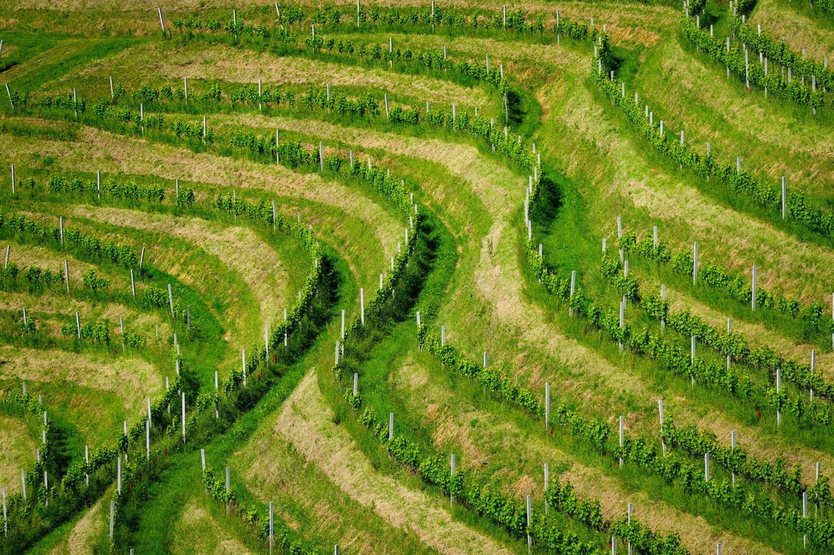 Samobor & the Plešivica wine road
