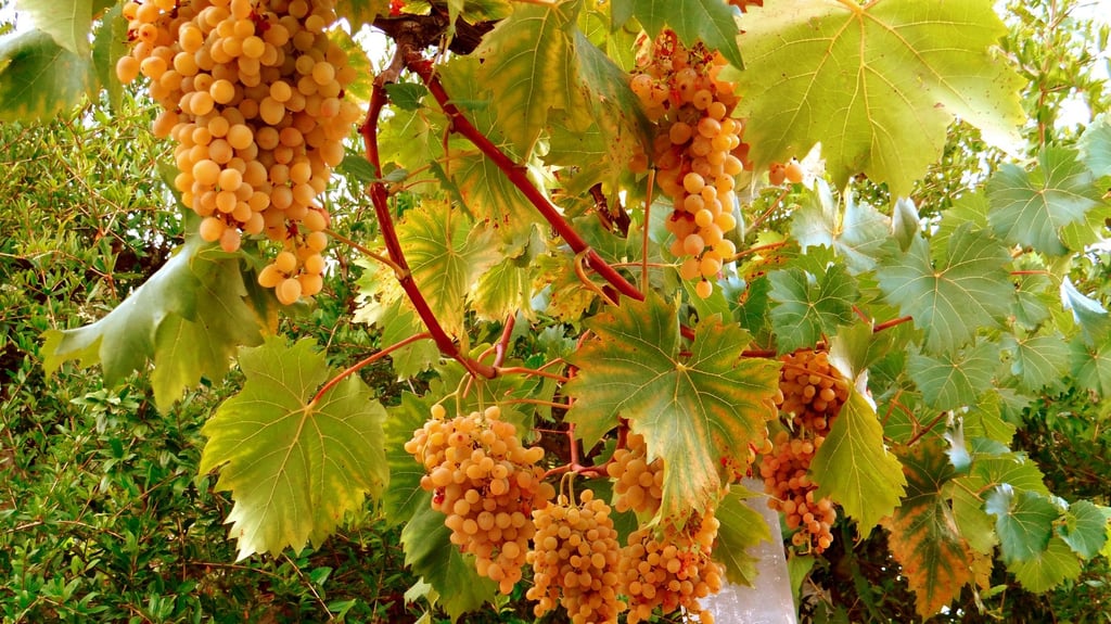 Grapes in a Dalmatian vineyard