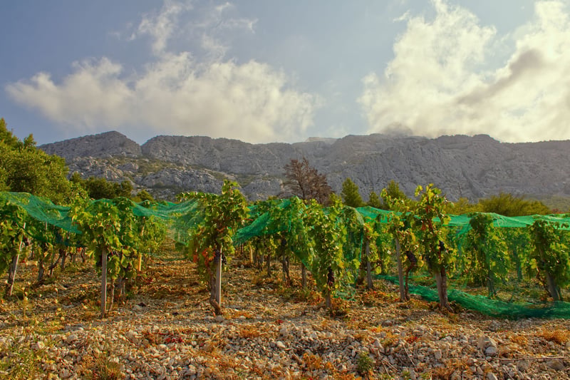 Pelješac wine tour