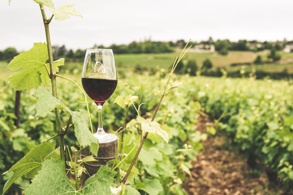 Istrian wine tasting
